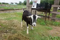 花の駅せらの写真・動画_image_371775