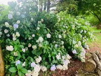 香山ラベンダーの丘の写真・動画_image_371802