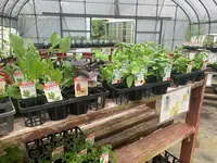 香山ラベンダーの丘の写真・動画_image_371811