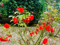 湧永満之記念庭園の写真・動画_image_372059