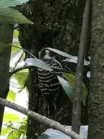 高桐院の写真・動画_image_372367