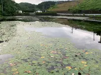 上野池の写真・動画_image_372645