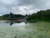 上野池の写真・動画_image_372646