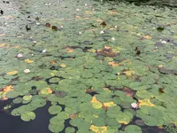 上野池の写真・動画_image_372650