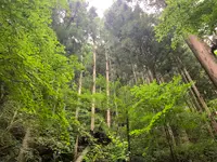 熊野の大トチの写真・動画_image_372684