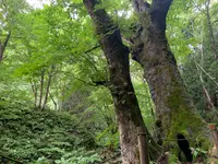 熊野の大トチの写真・動画_image_372688