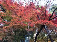 龍安寺の写真・動画_image_372968