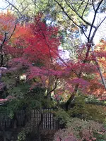 龍安寺の写真・動画_image_372969
