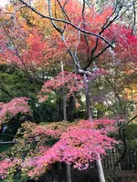 龍安寺の写真・動画_image_372970