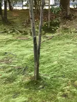 龍安寺の写真・動画_image_372979