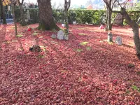 化野念仏寺の写真・動画_image_374143