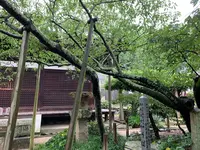 大宝寺の写真・動画_image_375553