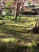 祇王寺の写真・動画_image_375852