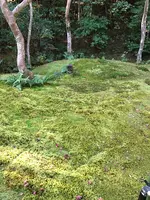 祇王寺の写真・動画_image_375853