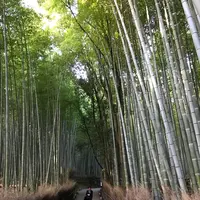 嵐山 竹林の小径の写真・動画_image_375884