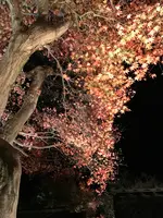 宝厳院の写真・動画_image_375908