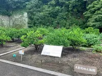 松山城二之丸史跡庭園の写真・動画_image_376489