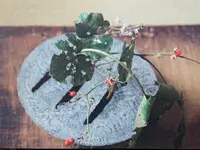 小慢 京都の写真・動画_image_377042