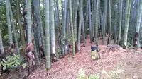 高台寺の写真・動画_image_377920