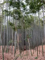 石清水八幡宮の写真・動画_image_378724