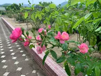 よしうみバラ公園の写真・動画_image_379004