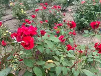 よしうみバラ公園の写真・動画_image_379005