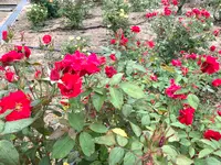 よしうみバラ公園の写真・動画_image_379011