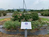 よしうみバラ公園の写真・動画_image_379012