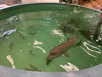 能島水軍の写真・動画_image_379057