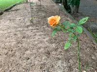 大三島藤公園の写真・動画_image_379142