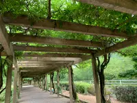 大三島藤公園の写真・動画_image_379145