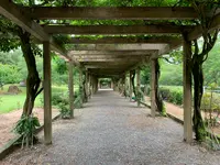 大三島藤公園の写真・動画_image_379147