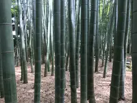 報国寺（竹寺）の写真・動画_image_380294