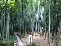 報国寺（竹寺）の写真・動画_image_380305
