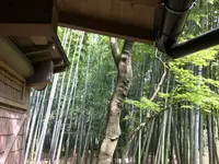 報国寺（竹寺）の写真・動画_image_380312
