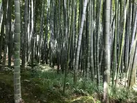 報国寺（竹寺）の写真・動画_image_380313