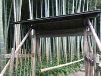 報国寺（竹寺）の写真・動画_image_380395