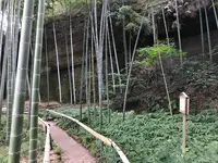 報国寺（竹寺）の写真・動画_image_380396