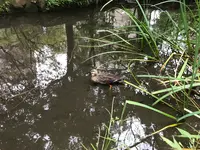 せせらぎ公園の写真・動画_image_381004