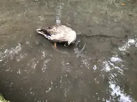 せせらぎ公園の写真・動画_image_381009