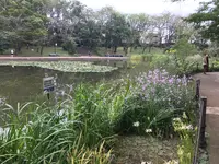 せせらぎ公園の写真・動画_image_381029