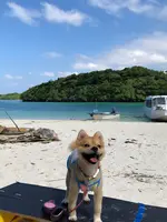 川平湾の写真・動画_image_381669