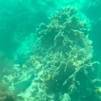 川平湾の写真・動画_image_381691