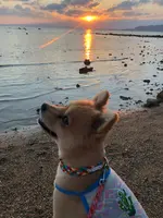 名蔵ヴィレッジの写真・動画_image_381697