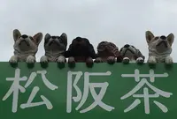 道の駅「飯高駅」の写真・動画_image_381772