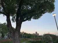 ばら公園の写真・動画_image_381996