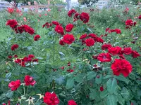 ばら公園の写真・動画_image_381998