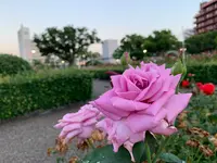 ばら公園の写真・動画_image_382003