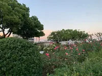 ばら公園の写真・動画_image_382010