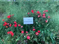 ばら公園の写真・動画_image_382011